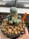 Lophophora Williamsii 4.5-5.5 cm 9 years old ownroot from seed flowering