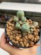 Lophophora Williamsii 4.5-5.5 cm 9 years old ownroot from seed flowering