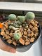 Lophophora Williamsii 4.5-5.5 cm 9 years old ownroot from seed flowering