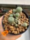 Lophophora Williamsii 4.5-5.5 cm 9 years old ownroot from seed flowering