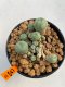 Lophophora Williamsii 4.5-5.5 cm 9 years old ownroot from seed flowering