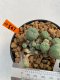 Lophophora Williamsii 4.5-5.5 cm 9 years old ownroot from seed flowering