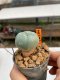 Lophophora Williamsii 4.5-5.5 cm 9 years old ownroot from seed flowering