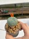 Lophophora Williamsii 4.5-5.5 cm 9 years old ownroot from seed flowering