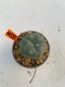 Lophophora Williamsii 4.5-5.5 cm 9 years old ownroot from seed flowering