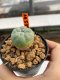 Lophophora Williamsii 4.5-5.5 cm 9 years old ownroot from seed flowering