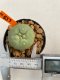 Lophophora diffusa 3-5 cm 8 years old ownroot from seed flowering