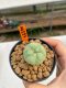 Lophophora Williamsii 4.5-5.5 cm 9 years old ownroot from seed flowering