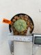 Lophophora Williamsii 4.5-5.5 cm 9 years old ownroot from seed flowering