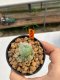 Lophophora Williamsii 4.5-5.5 cm 9 years old ownroot from seed flowering