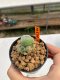 Lophophora Williamsii 4.5-5.5 cm 9 years old ownroot from seed flowering