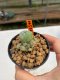 Lophophora Williamsii 4.5-5.5 cm 9 years old ownroot from seed flowering