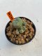 Lophophora Williamsii 4.5-5.5 cm 9 years old ownroot from seed flowering