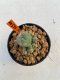 Lophophora Williamsii 4.5-5.5 cm 9 years old ownroot from seed flowering