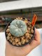 Lophophora Williamsii 4.5-5.5 cm 9 years old ownroot from seed flowering