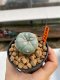 Lophophora Williamsii 4.5-5.5 cm 9 years old ownroot from seed flowering