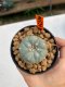 Lophophora Williamsii 4.5-5.5 cm 9 years old ownroot from seed flowering