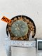 Lophophora Williamsii 4.5-5.5 cm 9 years old ownroot from seed flowering