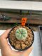 Lophophora williamsii 3-5 cm 8 years old ownroot from seed flowering