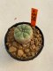 Lophophora williamsii 3-5 cm 8 years old ownroot from seed flowering