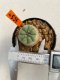 Lophophora williamsii 3-5 cm 8 years old ownroot from seed flowering