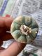 Lophophora fricii  size 3.0-4.5 cm JAPAN import 8 years old - can give flower and seed including PHYTOSANITARY CERTIFICATES AND CITES DOCUMENT(copy)