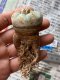 Lophophora fricii  size 3.0-4.5 cm JAPAN import 8 years old - can give flower and seed including PHYTOSANITARY CERTIFICATES AND CITES DOCUMENT(copy)
