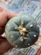 Lophophora fricii Takenaka super white size 3.0-4.5 cm JAPAN import 8 years old - can give flower and seed including PHYTOSANITARY CERTIFICATES AND CITES DOCUMENT