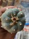 Lophophora fricii Takenaka super white size 3.0-4.5 cm JAPAN import 8 years old - can give flower and seed including PHYTOSANITARY CERTIFICATES AND CITES DOCUMENT