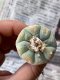 Lophophora fricii  size 3.0-4.5 cm JAPAN import 8 years old - can give flower and seed including PHYTOSANITARY CERTIFICATES AND CITES DOCUMENT(copy)