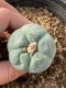 Lophophora fricii takenaka super white size 2.5-4.5 cm JAPAN import 8 years old - can give flower and seed including PHYTOSANITARY CERTIFICATES AND CITES DOCUMENT