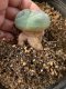 Lophophora fricii takenaka super white size 2.5-4.5 cm JAPAN import 8 years old - can give flower and seed including PHYTOSANITARY CERTIFICATES AND CITES DOCUMENT