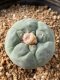 Lophophora fricii takenaka super white size 2.5-4.5 cm JAPAN import 8 years old - can give flower and seed including PHYTOSANITARY CERTIFICATES AND CITES DOCUMENT