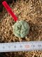 Lophophora fricii takenaka super white size 2.5-4.5 cm JAPAN import 8 years old - can give flower and seed including PHYTOSANITARY CERTIFICATES AND CITES DOCUMENT