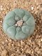 Lophophora fricii takenaka super white size 2.5-4.5 cm JAPAN import 8 years old - can give flower and seed including PHYTOSANITARY CERTIFICATES AND CITES DOCUMENT