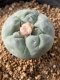 Lophophora fricii takenaka super white size 2.5-4.5 cm JAPAN import 8 years old - can give flower and seed including PHYTOSANITARY CERTIFICATES AND CITES DOCUMENT