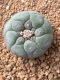 Lophophora fricii takenaka super white size 2.5-4.5 cm JAPAN import 8 years old - can give flower and seed including PHYTOSANITARY CERTIFICATES AND CITES DOCUMENT