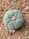 Lophophora fricii takenaka super white size 2.5-4.5 cm JAPAN import 8 years old - can give flower and seed including PHYTOSANITARY CERTIFICATES AND CITES DOCUMENT