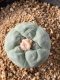 Lophophora fricii takenaka super white size 2.5-4.5 cm JAPAN import 8 years old - can give flower and seed including PHYTOSANITARY CERTIFICATES AND CITES DOCUMENT