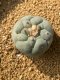 Lophophora fricii takenaka super white size 2.5-4.5 cm JAPAN import 8 years old - can give flower and seed including PHYTOSANITARY CERTIFICATES AND CITES DOCUMENT