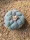 Lophophora fricii takenaka super white size 2.5-4.5 cm JAPAN import 8 years old - can give flower and seed including PHYTOSANITARY CERTIFICATES AND CITES DOCUMENT