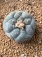 Lophophora fricii takenaka super white size 2.5-4.5 cm JAPAN import 8 years old - can give flower and seed including PHYTOSANITARY CERTIFICATES AND CITES DOCUMENT