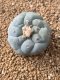 Lophophora fricii takenaka super white size 2.5-4.5 cm JAPAN import 8 years old - can give flower and seed including PHYTOSANITARY CERTIFICATES AND CITES DOCUMENT