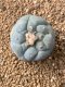 Lophophora fricii takenaka super white size 2.5-4.5 cm JAPAN import 8 years old - can give flower and seed including PHYTOSANITARY CERTIFICATES AND CITES DOCUMENT