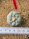 Lophophora fricii takenaka super white size 2.5-4.5 cm JAPAN import 8 years old - can give flower and seed including PHYTOSANITARY CERTIFICATES AND CITES DOCUMENT