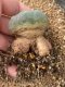 Lophophora fricii takenaka super white size 2.5-4.5 cm JAPAN import 8 years old - can give flower and seed including PHYTOSANITARY CERTIFICATES AND CITES DOCUMENT