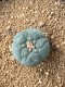 Lophophora fricii takenaka super white size 2.5-4.5 cm JAPAN import 8 years old - can give flower and seed including PHYTOSANITARY CERTIFICATES AND CITES DOCUMENT