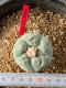 Lophophora fricii takenaka super white size 2.5-4.5 cm JAPAN import 8 years old - can give flower and seed including PHYTOSANITARY CERTIFICATES AND CITES DOCUMENT