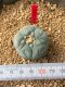 Lophophora fricii takenaka super white size 2.5-4.5 cm JAPAN import 8 years old - can give flower and seed including PHYTOSANITARY CERTIFICATES AND CITES DOCUMENT