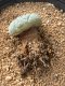 Lophophora fricii takenaka super white size 2.5-4.5 cm JAPAN import 8 years old - can give flower and seed including PHYTOSANITARY CERTIFICATES AND CITES DOCUMENT